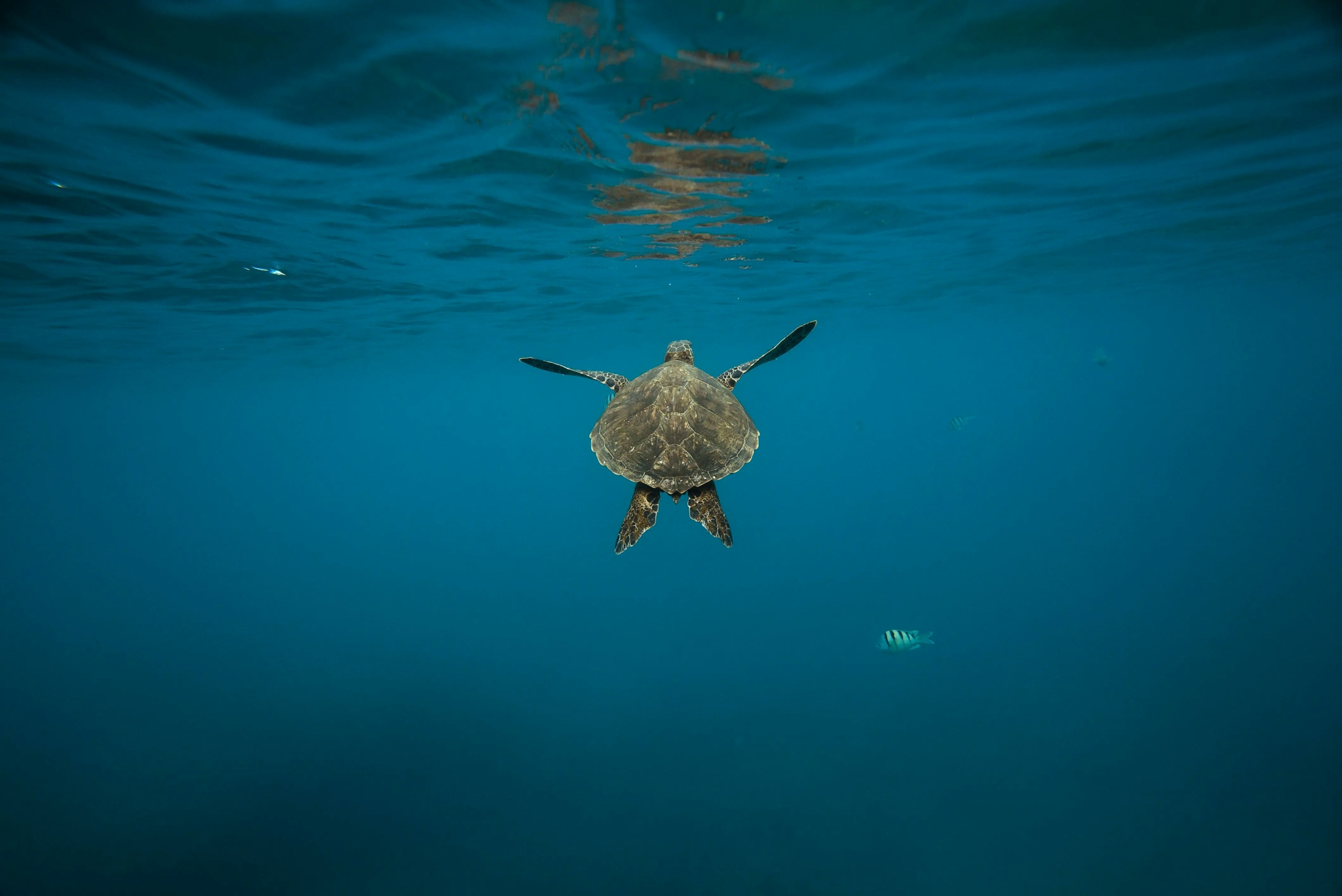 A Sea Turtle swimming